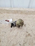 Fuel Pump Only Gasoline 8-350 Fits 74-86 88 Chevrolet 20 Pickup 307649. Fixed Price $69.00.