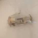 2006-2007-2008 Ford F150 Fuel Pump Assembly Regular Super Cab Ffv. Fixed Price $75.00.